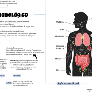 infografía sistema inmune